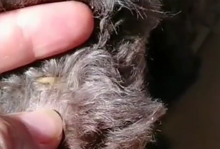 狗嘴巴被别人用皮筋儿缚住,女子很生气,网友:我都直接拿铁锅炖 狗嘴巴被别人用皮筋儿缚住,女子很生气,网友:我都直接拿铁锅炖