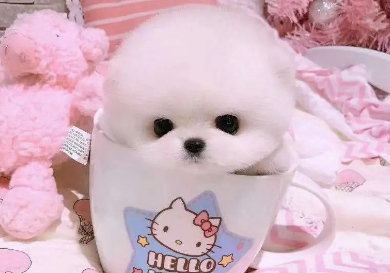 茶杯犬背后的血腥 茶杯犬背后的血腥