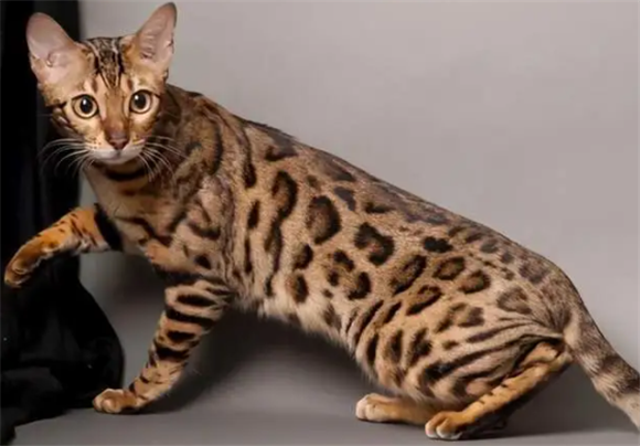亚洲豹纹猫和豹猫是一种动物吗