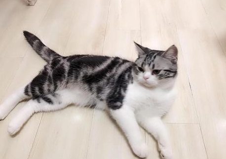 美国短毛猫掉毛程度