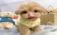 好看且聪明的“马尔泰犬”，是你的梦中情狗吗？
