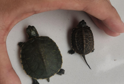 草龟和巴西龟打架吗