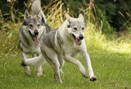 捷克狼犬哪里可以养