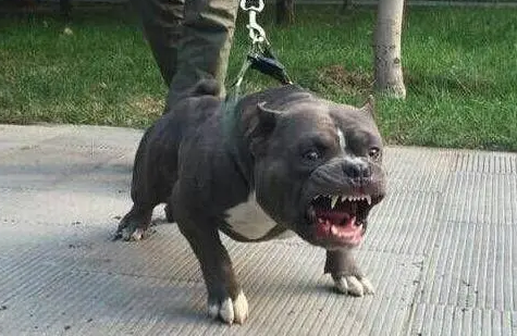 恶霸犬打架厉害吗
