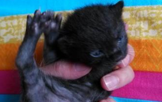 猫妈妈难产将死,医生告知要剖腹产,主人却犹豫了,我们的爱呢? 猫妈妈难产将死,医生告知要剖腹产,主人却犹豫了,我们的爱呢?