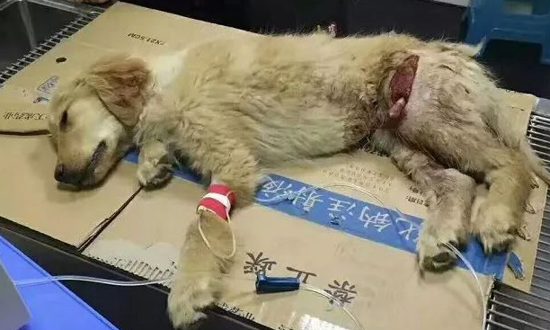 被主人丢在马路边等死小金毛,拖着残疾的双腿求人带它回家... 被主人丢在马路边等死小金毛,拖着残疾的双腿求人带它回家...