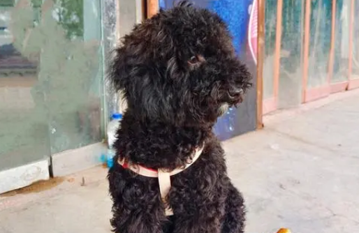 纯种黑色泰迪犬多少钱一只