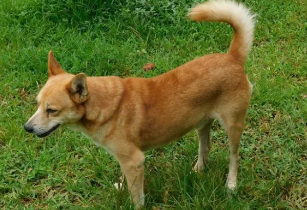 中华田园犬品种寿命