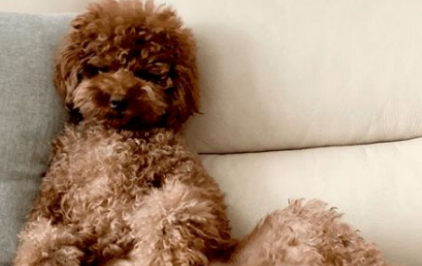 宠主家里养了只贵宾犬，时间一久却莫名有种错觉：该不会成精了吧