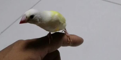 七彩文鸟0天手养喂食