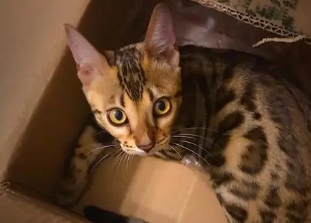 什么样的豹猫品相好