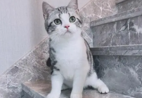 年度最受欢迎的十大猫咪品种,第1名你养过吗? 年度最受欢迎的十大猫咪品种,第1名你养过吗?