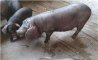 梅山原种太湖小母猪介绍