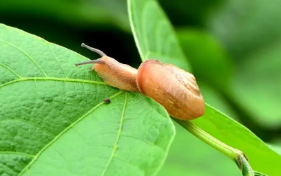 蜗牛一生换几次壳 蜗牛一生换几次壳