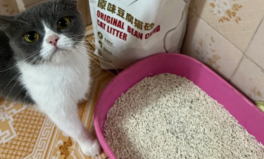 哈美特猫砂好用吗 哈美特猫砂好用吗