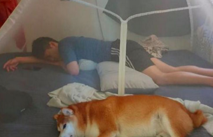男子在家装了个蚊帐,本以为是防蚊子,哪知竟是为了防狗子! 男子在家装了个蚊帐,本以为是防蚊子,哪知竟是为了防狗子!