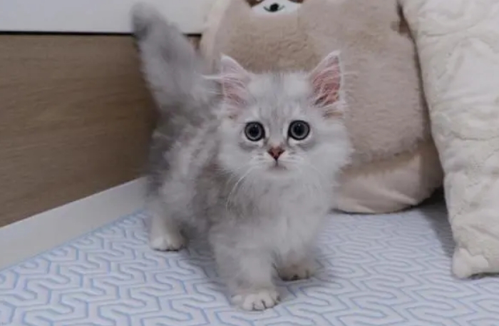 爆米花猫是什么品种
