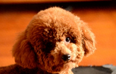 目前流行的几种宠物狗,你的爱犬也在里面吗? 目前流行的几种宠物狗,你的爱犬也在里面吗?