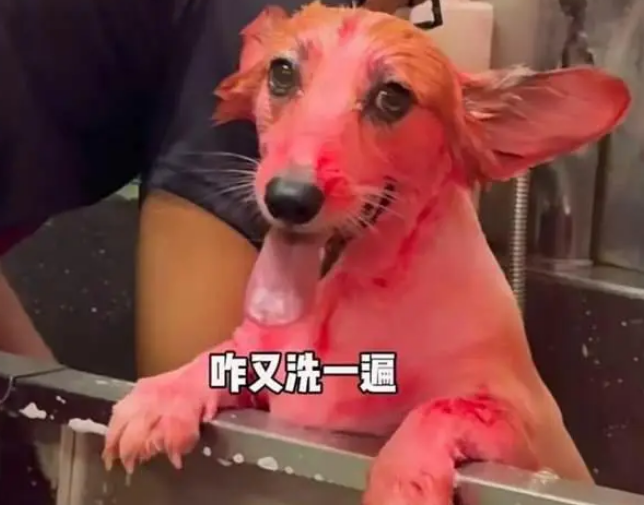 柯基变身火龙果红到让人看不出是柯基，是在为过年安排新皮肤吗？