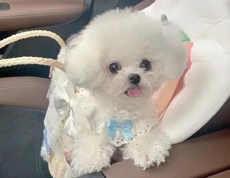 泰迪的颜色排行