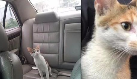 车里长猫了，车主仅离开车子几分钟，后座就多了一只蹭车的三花猫