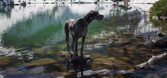巨型犬在外勇猛威武,一剪指甲立刻怂了:主人你爱我吗? 巨型犬在外勇猛威武,一剪指甲立刻怂了:主人你爱我吗?