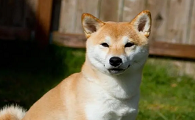 中国本土犬种大全