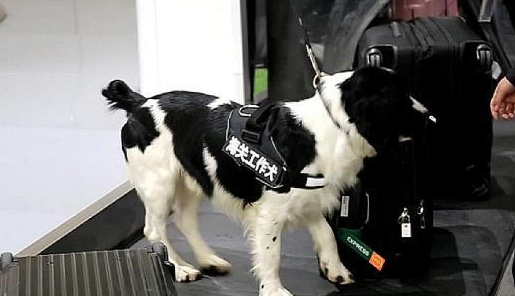 机场遇到一只工作犬，大半夜都还在工作，这狗真不容易 
