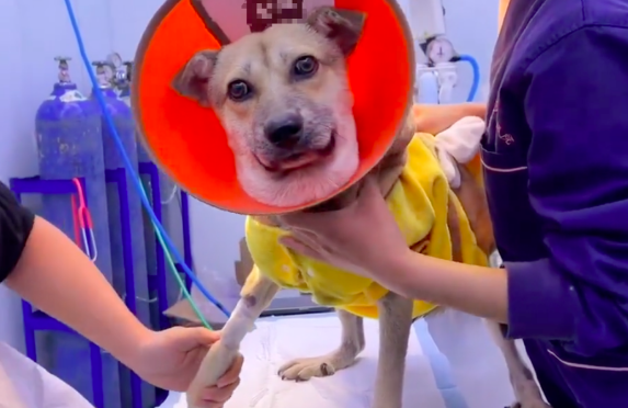 工地看门犬脸肿成猪头，身体瘦成皮包骨了，过冬工人还打算吃掉它