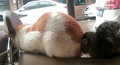 橘猫睡觉被黑猫“跟踪”，橘猫：你啥时候来的，黑猫：别“放屁”