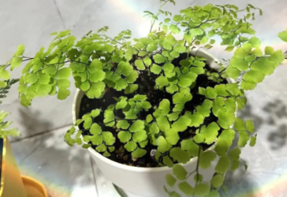 铁线蕨的叶面可以喷水吗 铁线蕨的叶面可以喷水吗
