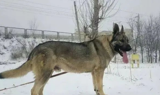 能看家护院犬有很多? 能看家护院犬有很多?