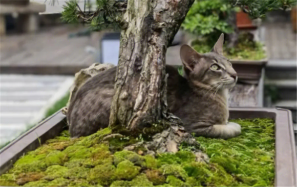 东方长毛猫品种体重 东方长毛猫品种体重
