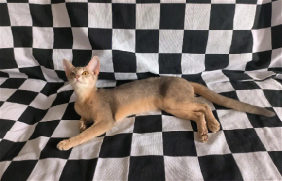 阿比西尼亚猫缺点