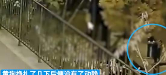 宠物狗因没牵狗绳被老人吊死在单杠上,没牵狗绳就能这样做? 宠物狗因没牵狗绳被老人吊死在单杠上,没牵狗绳就能这样做?