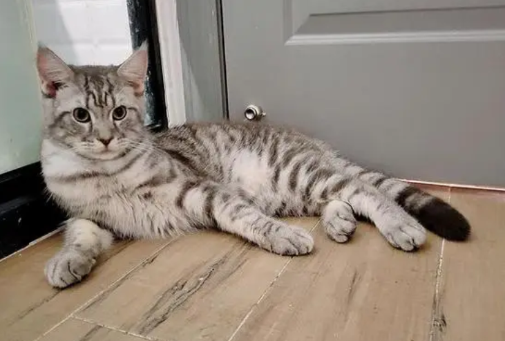 英短虎斑猫大概多少钱一只 英短虎斑猫大概多少钱一只