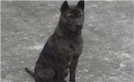 中国十大凶猛犬