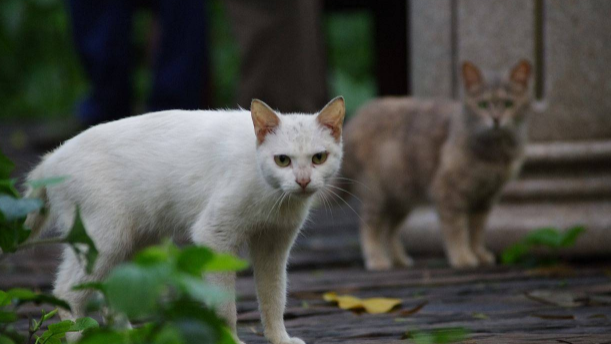 小伙收养可爱流浪猫，半年后却画风突变，朋友看到差点笑喷！