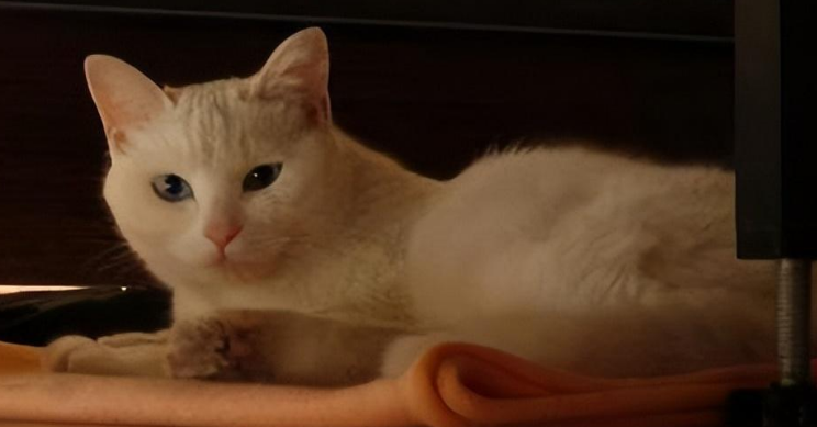 最近猫突然跑床底下睡 最近猫突然跑床底下睡