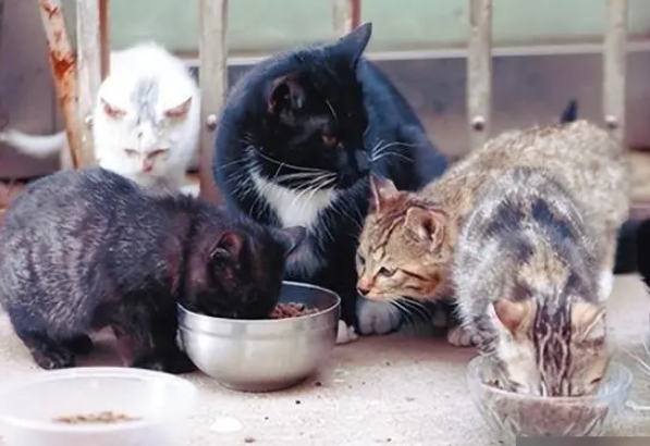 62岁“猫奶奶”照顾流浪猫18年:想让“猫生”多些温暖与希望 62岁“猫奶奶”照顾流浪猫18年:想让“猫生”多些温暖与希望