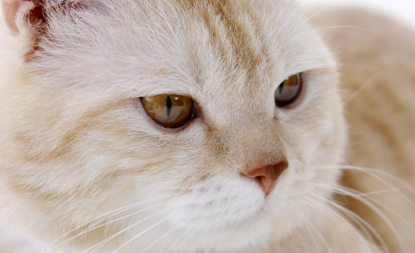 养猫多喂这七种蔬菜，猫咪营养更均衡！