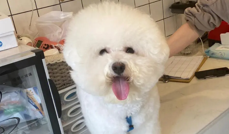 比熊为什么只有一个蛋蛋