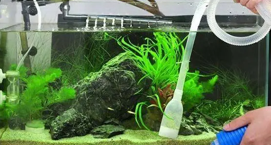 鱼缸怎么换水的正确方法 鱼缸怎么换水的正确方法
