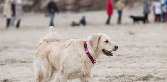 依比沙猎犬怎么挑选？怎么样？这些细节很实用