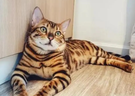 豹纹猫叫什么