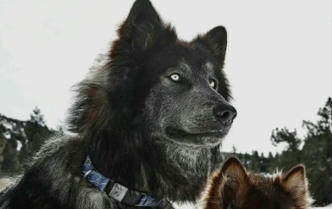 又帅又暖的蓝湾牧羊犬~