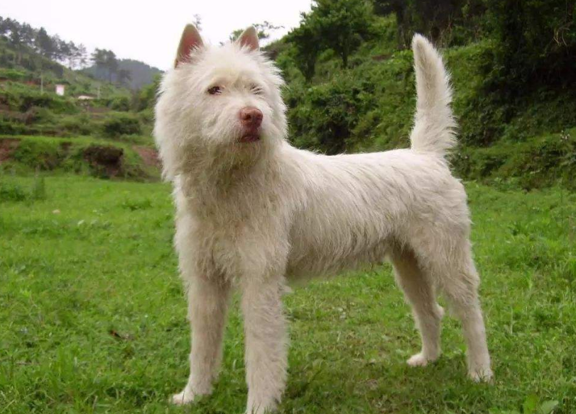 下司犬会咬人吗，贵州下司犬怎么样训练，下司犬的缺点