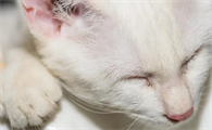 治疗猫瘟要多少钱
