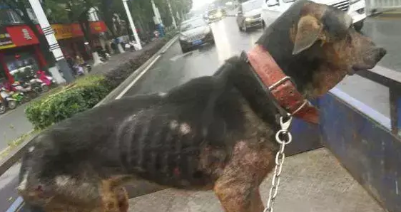 好心把狗狗借朋友看厂子，结果再见到它时差点崩溃