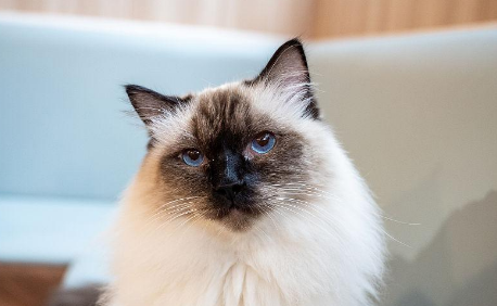伯曼猫多少钱一只